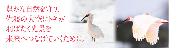 豊かな自然を守り、佐渡の大空にトキが羽ばたく光景を未来へつなげていくために。