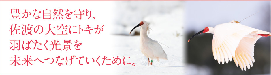 豊かな自然を守り、佐渡の大空にトキが羽ばたく光景を未来へつなげていくために。