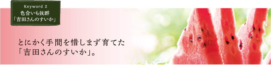 真っ赤に熟れてみずみずしい「吉田さんのすいか」の育て方。