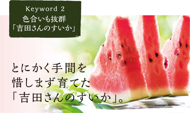 真っ赤に熟れてみずみずしい「吉田さんのすいか」の育て方。