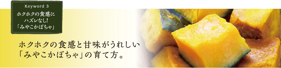 ホクホクの食感と甘みがうれしい「みやこかぼちゃ」の育て方