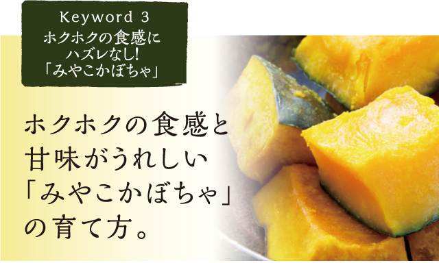 ホクホクの食感と甘みがうれしい「みやこかぼちゃ」の育て方