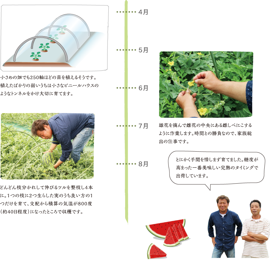 4月?5月中旬　定植 小さめの畑でも250軸ほどの苗を植えるそうです。植えたばかりの弱いうちは小さなビニールハウスのようなトンネルをかけ大切に育てます。 5月中旬?7月中旬　交配 手作業で行う交配は朝5時から。自然界で交配の役目を担うミツバチが活動を始める前に行います。 7月?8月中旬　収穫 どんどん枝分かれして伸びるツルを整枝し4本に。1つの枝に2つ生らし実のうち良い方の1つだけを育て、交配から積算の気温が800度（約40日程度）になったところで収穫です。