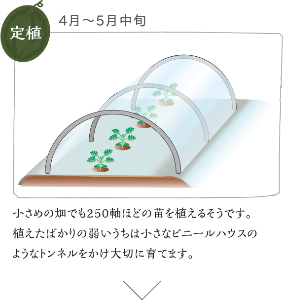 4月?5月中旬　定植 小さめの畑でも250軸ほどの苗を植えるそうです。植えたばかりの弱いうちは小さなビニールハウスのようなトンネルをかけ大切に育てます。