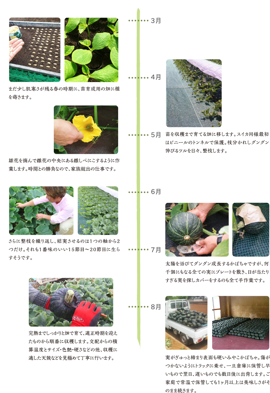3月?4月　は種 まだ少し肌寒さが残る春の時期に、苗育成用の畑に種を蒔きます。 3月下旬?5月中旬　定植 苗を収穫まで育てる畑に移します。すいか同様最初はビニールのトンネルで保護。枝分かれしグングン伸びるツルを日々、整枝します。 5月?6月　交配 雄花を摘んで雌花の中央にある雌しべにこするように作業します。時間との勝負なので、家族総出の仕事です。 6月?7月　生育 太陽を浴びてグングン成長するかぼちゃですが、何千個にもなる全ての実にプレートを敷き、日が当たりすぎる実を探しカバーをするのも全て手作業です。 さらに整枝を繰り返し、結実させるのは1つの軸から2つだけ。それも1番味のいい15節目?20節目に生らすそうです。 7月中旬?8月上旬　収穫 完熟までしっかりと畑で育て、適正時期を迎えたものから順番に収穫します。交配からの積算温度とサイズ・色艶・硬さなどの他、収穫に適した天候などを見極めて丁寧に行います。　7月中旬?8月上旬　出荷 実がぎゅっと締まり表面も硬いみやこかぼちゃ。傷がつかないようにトラックに乗せ、一旦倉庫に保管し早いもので翌日、遅いものでも数日後に出荷します。ご家庭で常温で保管しても1ヵ月以上は美味しさがそのまま続きます。