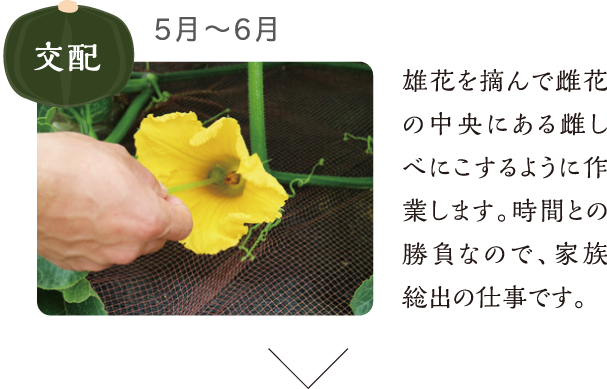 5月?6月　交配 雄花を摘んで雌花の中央にある雌しべにこするように作業します。時間との勝負なので、家族総出の仕事です。 