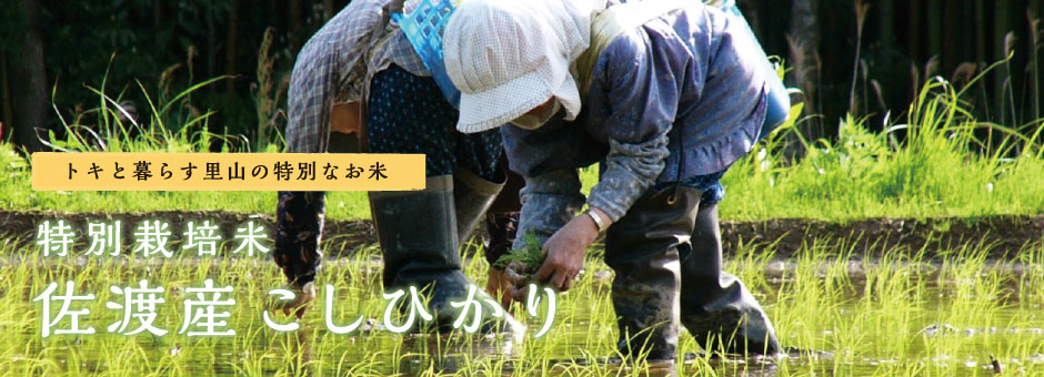 トキと暮らす里山の特別なお米 特別栽培米佐渡産コシヒカリ