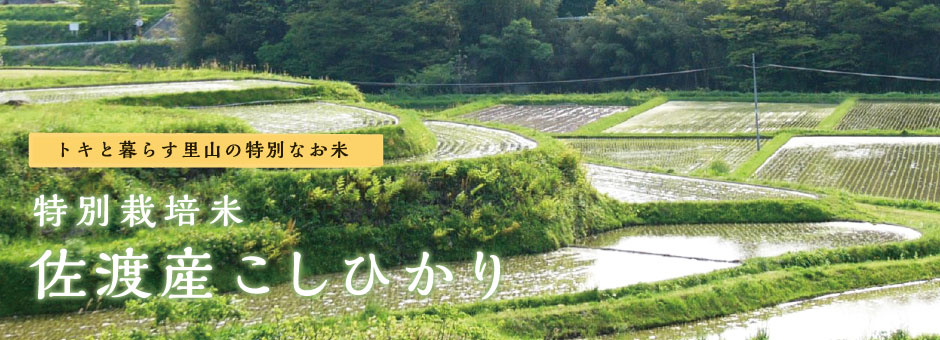 トキと暮らす里山の特別なお米 特別栽培米佐渡産コシヒカリ