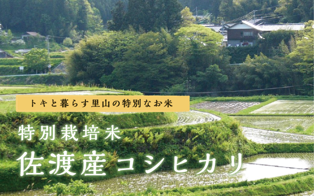 トキと暮らす里山の特別なお米 特別栽培米佐渡産コシヒカリ