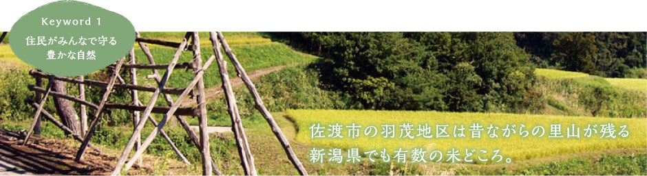 佐渡市の羽茂地区は昔ながらの里山が残る新潟県でも有数の米どころ。