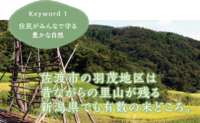佐渡市の羽茂地区は昔ながらの里山が残る新潟県でも有数の米どころ。
