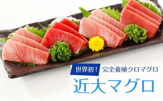 世界初！完全養殖クロマグロ　近大マグロ