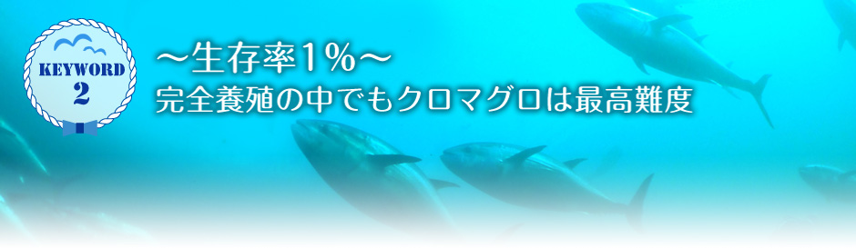 keyword2 ～生存率1％～完全養殖の中でもクロマグロは最高難度