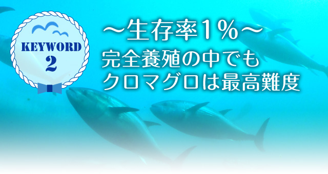 keyword2 ～生存率1％～完全養殖の中でもクロマグロは最高難度