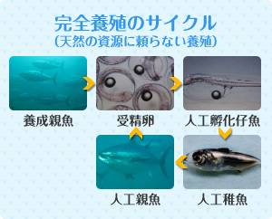 完全養殖のサイクル（天然の資源に頼らない養殖）　養成親魚　受精卵　人工孵化仔魚　人工稚魚　人工親魚